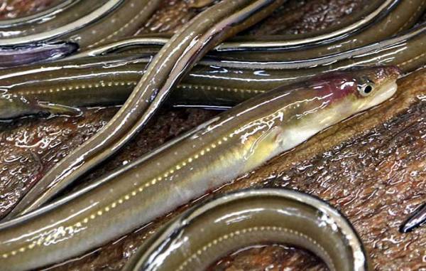 『うなぎ』と『穴子』の違い　カロリーや味、栄養を比較すると…