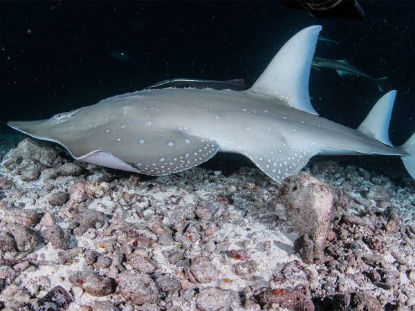 かごしま水族館内で『新種』発見　「誰も気付いてなかった」「２０年以上いたのに」