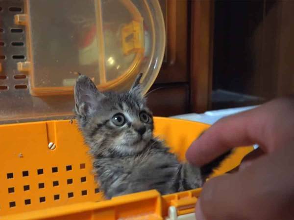 『獣医さん好きだわ』全身接着剤まみれになった子猫を診る獣医さんに注目