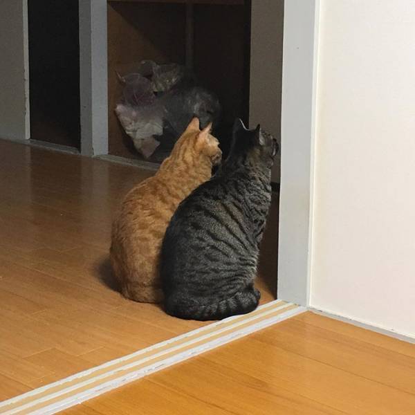 布団で娘を寝かしつけた母親　そっと部屋を出ると、猫が待ち構えていて…！？