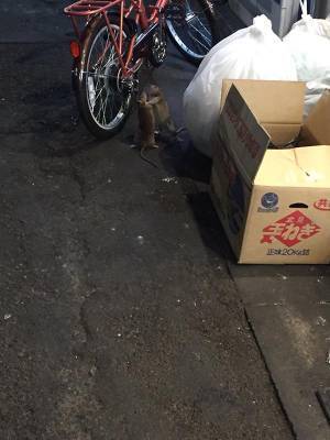 深夜の歌舞伎町で『取っ組み合いのケンカ』　激写した写真に２４万人が『いいね』