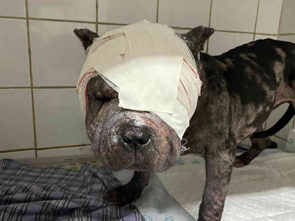 顔に大ケガを負い、心身ともに傷付いた保護犬　その後の展開に幸せの涙