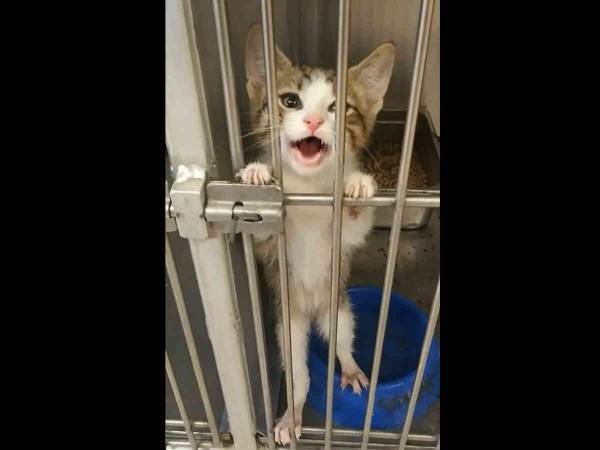 「犬を引き取りに行ったら、この子と一緒に帰ってきた」　投稿に共感が殺到