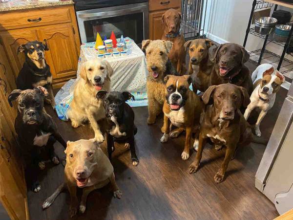 お行儀のいいワンコたちが誕生日パーティーを開いたら…　集合写真がコチラ
