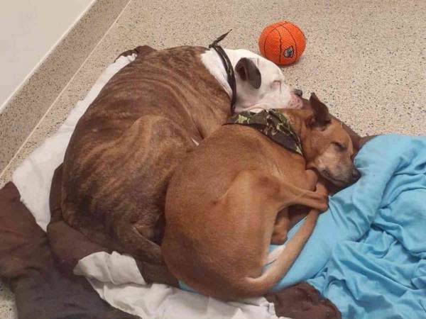 飼い主に捨てられた２匹の犬　離ればなれになったとたん１匹が…　「涙が出た」