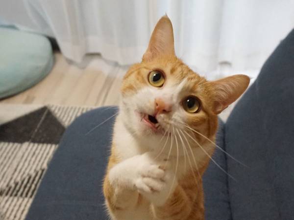 「全財産つぎ込む」「合成みたい」　猫がとったポーズに心を射抜かれる！