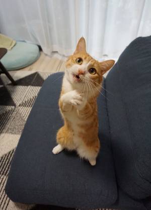 「全財産つぎ込む」「合成みたい」　猫がとったポーズに心を射抜かれる！