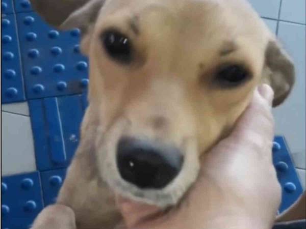 毎日野良犬に食事をあげていた女性　その犬が信頼して見せてくれたのは…？