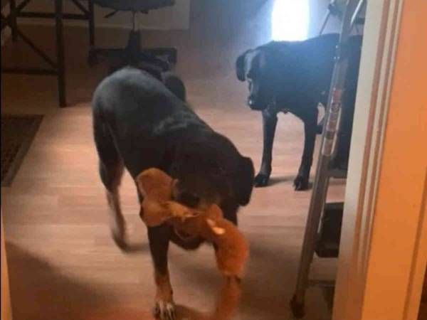 新しい家が怖い心配性の犬を助ける『友達』　「いい子たち」「仲よしだね」