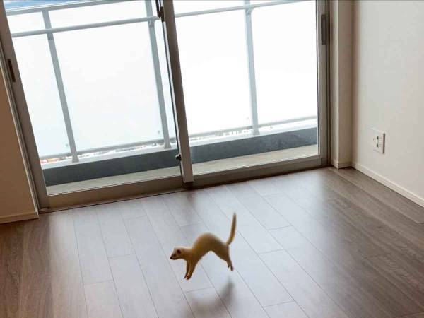 引っ越し先で大興奮！　飛び跳ねるフェレットが可愛いすぎる！