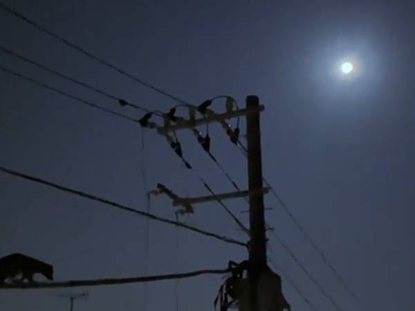 「小さいネコバスが通り過ぎて行った」　冗談かと思ったら、本当だった！