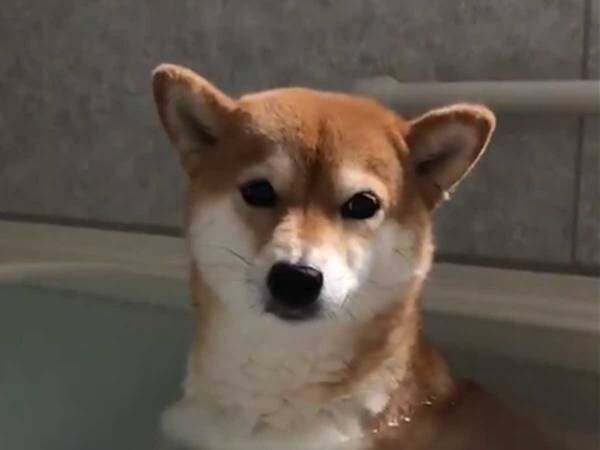 お父さんと風呂に入る柴犬 多くの人をクスッとさせた 表情 が コチラ 年10月3日 ウーマンエキサイト 1 2