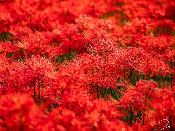 「感動した」「ここは天国？」　一面に咲き誇る彼岸花に心を奪われる