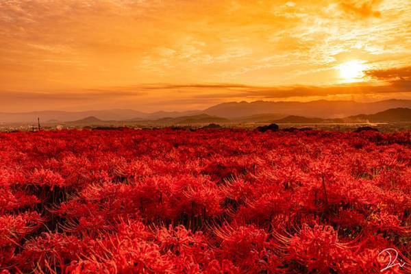 「感動した」「ここは天国？」　一面に咲き誇る彼岸花に心を奪われる