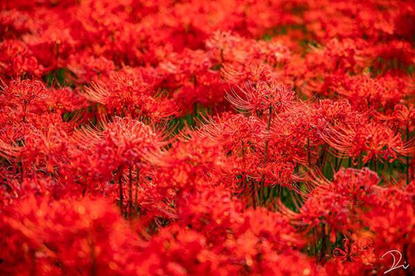 「感動した」「ここは天国？」　一面に咲き誇る彼岸花に心を奪われる