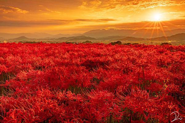 「感動した」「ここは天国？」　一面に咲き誇る彼岸花に心を奪われる