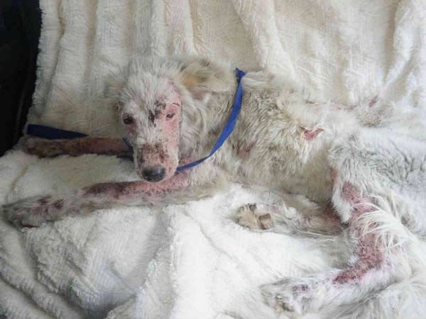 たった１か月で見違える姿に　全身の毛が抜けた保護犬がフワフワの犬になった