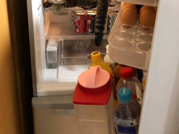 夕飯を作ろうと冷蔵庫を開けたら…？　続く光景に「笑った」「我が家と同じ」