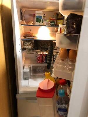 夕飯を作ろうと冷蔵庫を開けたら…？　続く光景に「笑った」「我が家と同じ」