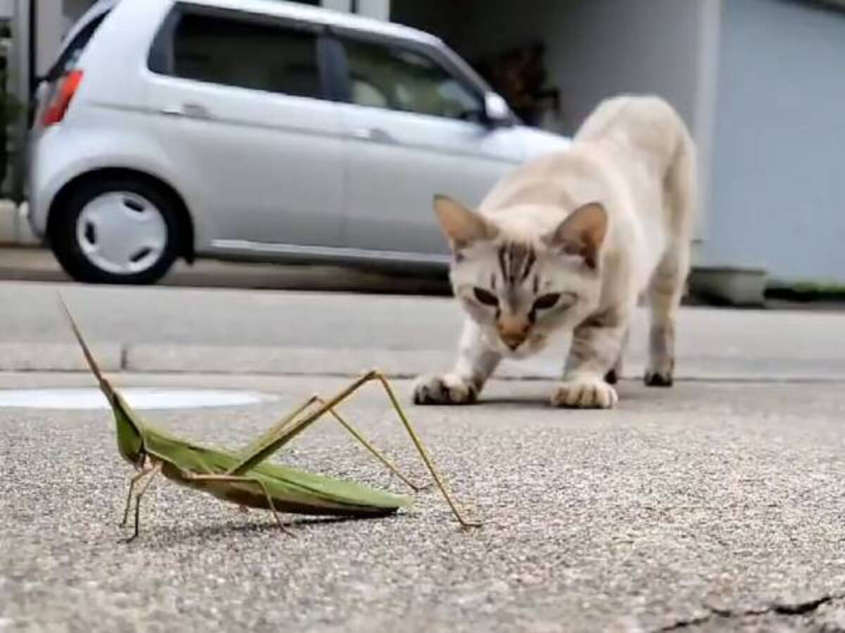 衝撃のオチ 思ったのと違う バッタを見つけた猫の行動に１５万人が釘付け 年10月5日 ウーマンエキサイト 1 2