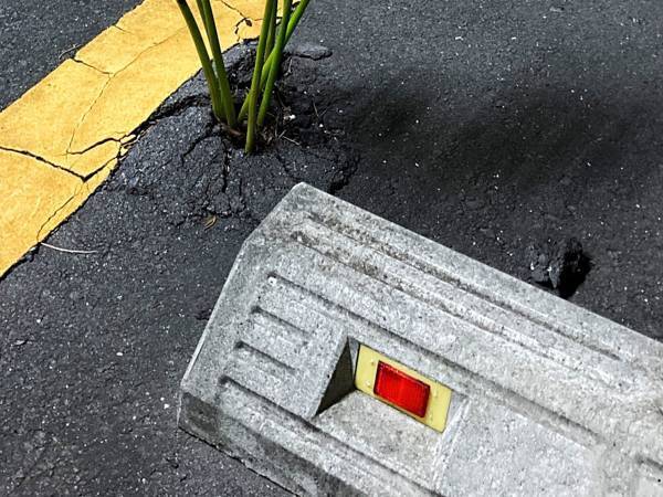 「すごい」「ちょっと怖いかも」　駐車場で見つけた驚きの『ド根性植物』とは