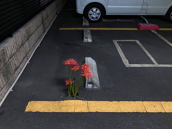 「すごい」「ちょっと怖いかも」　駐車場で見つけた驚きの『ド根性植物』とは