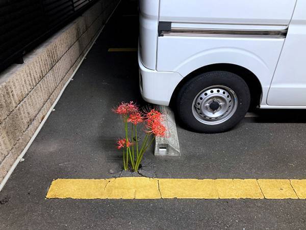 「すごい」「ちょっと怖いかも」　駐車場で見つけた驚きの『ド根性植物』とは