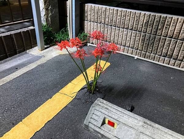 「すごい」「ちょっと怖いかも」　駐車場で見つけた驚きの『ド根性植物』とは