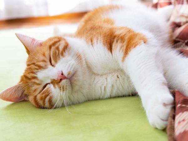 猫の写真を投稿すると…？　企画に愛猫家から「素晴らしい！」と絶賛の声