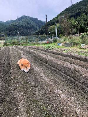 飼い主が畑を見に行くと？　柴犬の姿に１０万人が吹き出す