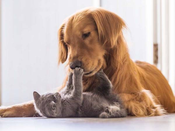 子猫の攻撃に大型犬があっさりと負けた？　「かわいい」「すごい、いいやつ！」