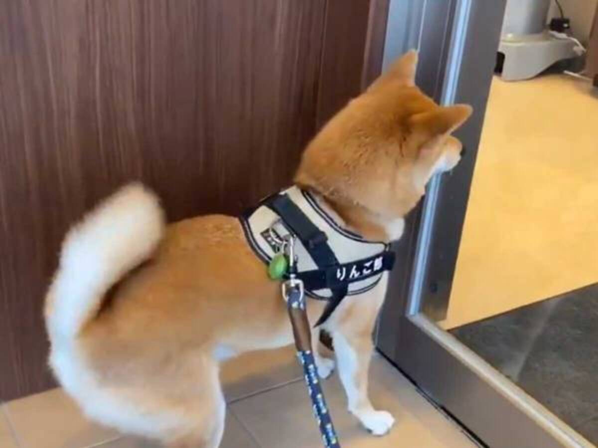動物病院の玄関に立った柴犬 続く展開に 最高すぎる これはレアキャラ 年10月9日 ウーマンエキサイト 1 2