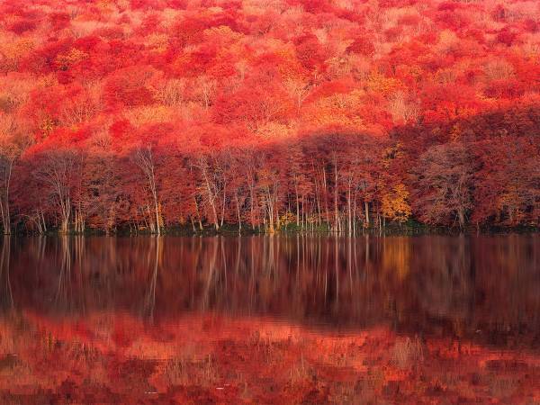 青森で撮影された『紅葉写真』　圧倒的な美しさに心奪われる