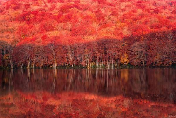 青森で撮影された『紅葉写真』　圧倒的な美しさに心奪われる