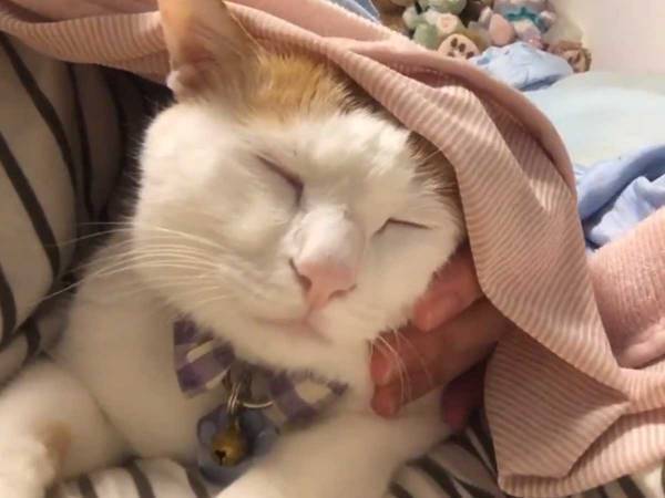 娘が産まれてから『定位置』に来なくなった猫　その理由に「涙が出た」「たまらない」