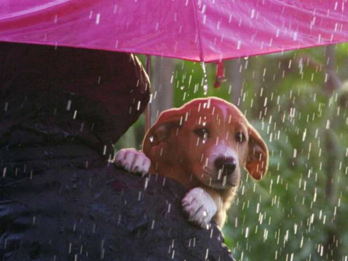 木村拓哉 愛犬とともに台風に備える 大きな被害の無い事を祈ります 年10月9日 ウーマンエキサイト 1 2