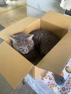 駅に設置されている『箱』　中を覗いてみると…？