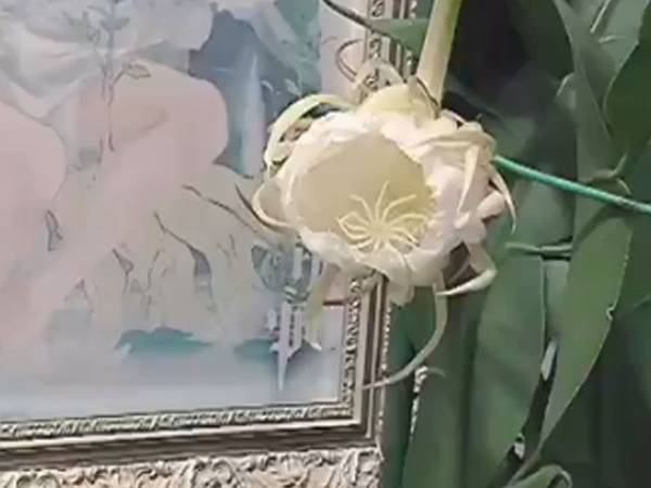 １年に一度、夜にだけ咲く『幻の花』　その開花に心を奪われる