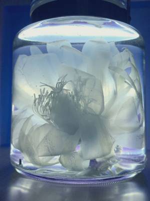 １年に一度、夜にだけ咲く『幻の花』　その開花に心を奪われる