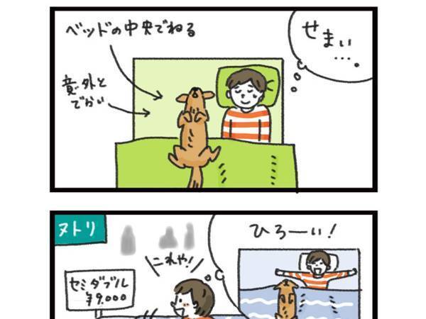 犬にベッドを占拠され、セミダブルを購入した結果…？　「笑った」「あるある」