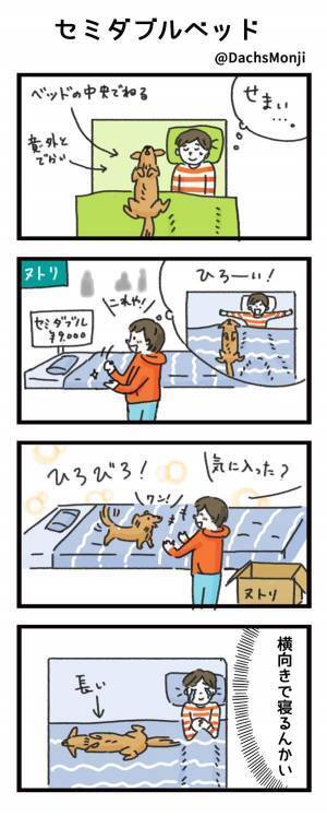 犬にベッドを占拠され、セミダブルを購入した結果…？　「笑った」「あるある」