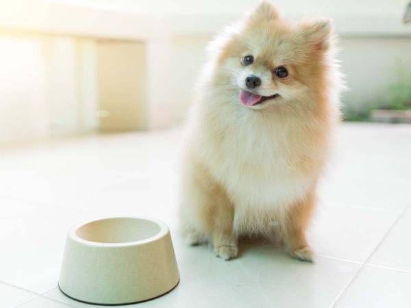 かわいそうだけど笑える！　ごはんが少なすぎて『激おこ』のポメラニアン