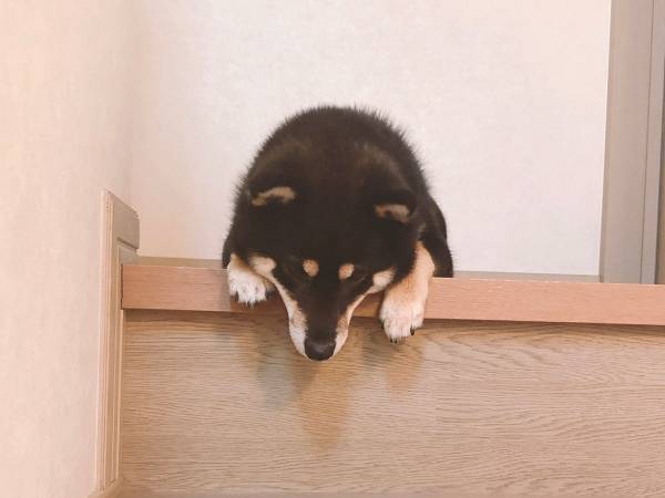 階段の上でうなだれる柴犬…　多くの人を悶絶させた理由が、コチラ
