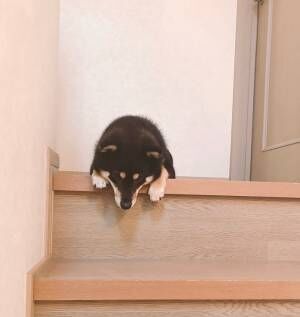階段の上でうなだれる柴犬…　多くの人を悶絶させた理由が、コチラ