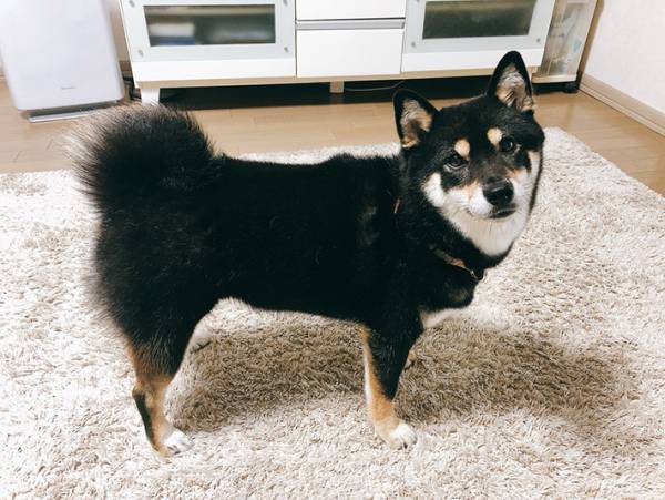 階段の上でうなだれる柴犬…　多くの人を悶絶させた理由が、コチラ