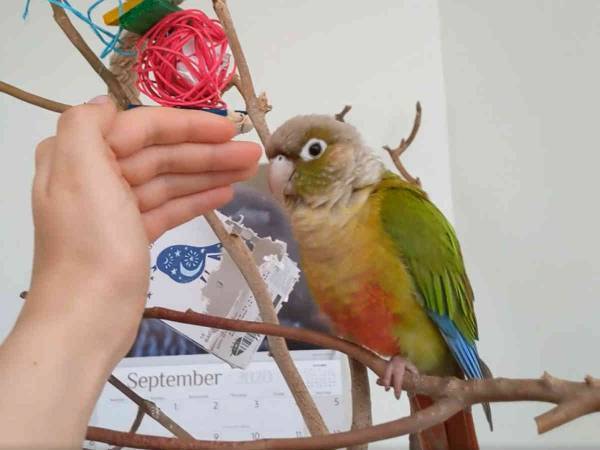 かわいすぎてキュン死しそう！　インコをなでるフリをして手を止めると？