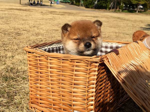 生まれて初めて外の世界を見た子犬　その反応に２６万人が悶絶