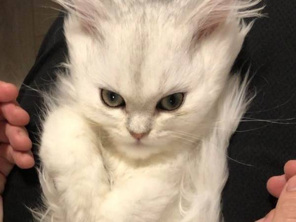 飼い主がヒザに乗せた子猫をなで続けた結果？　変貌に、５３万人が驚愕！