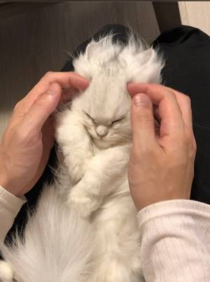 飼い主がヒザに乗せた子猫をなで続けた結果？　変貌に、５３万人が驚愕！