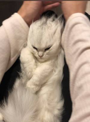 飼い主がヒザに乗せた子猫をなで続けた結果？　変貌に、５３万人が驚愕！